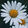 Princess Angeliq Nichole - @michael.tambor2 - TikTok