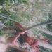Michael Andino - Facebook