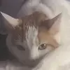 Michael balkon - @michael.balkon8 - TikTok