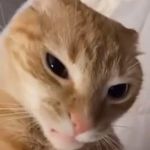 Michael Banton - @meatturtle69 - Instagram