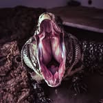 Michael Bard | Reptiles - @mikerbard - Instagram