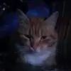 Bartłomiej_Michaelson - @bartolini_michael - TikTok