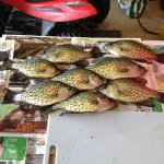 Michael Bartolini - @crappie31 - Instagram