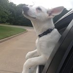 Michael Bastarache - @buddiewzytwit - Instagram