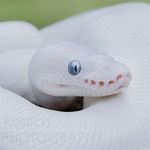 Michael Batson - @lil_vanilla_mike - Instagram