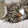 Michael Battige - @michaelbattige - TikTok