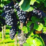 Michael Baumer - @weingutmichaelbaumer - Instagram