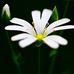 Michael Baus - Facebook