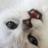 michaelbavaro1 - @michaelbavaro1 - TikTok