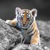 Michael Besil - Facebook