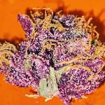 Michael Bechtold - @nextlevel_concentrates - Instagram