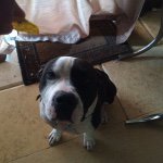 Michael_belman - @my_pitbull_fresh - Instagram