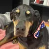 Michael+TheDoberman - @michael_thedoberman - TikTok