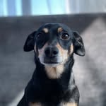 George Michael Bluth - @the.chiweenie.chronicles - Instagram