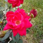 Michael Bolar - @mbolar455 - Instagram
