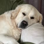 Bornet - @michaelbornehav - Instagram