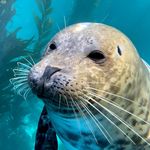 Michael Boyd - @swellseals - Instagram