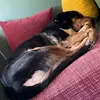 michaelbramer - @voltaicovine - TikTok