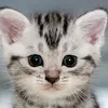 Michael Brandell - @michaelbrandell - TikTok