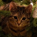 Michael Brandell - @michael.brandell.7 - Instagram