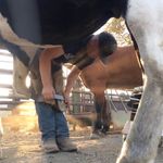 Michael Branson - @michaelbransonhorseshoeing - Instagram