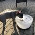 Mikael Brokopp - Facebook