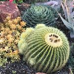 Michael Buckner - @theplantmanbuckner - Instagram