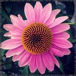 Michael Buresh - @franklinlupoorz - Instagram