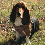Michael Butrum - @willowthebasset - Instagram