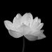 Michael Cam - Facebook