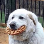 Michael Cascone - @dr.woofles - Instagram