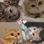Michaëlla casséus - @michaellacasseus - Instagram