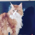 michael cento - @centomichael - Instagram