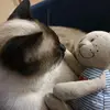 Mr Tobis - @michaelcerto - TikTok