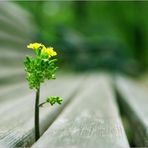 Michael Chan - Facebook
