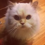 Michael Chernow - @4tunes5 - Instagram
