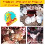Michael_chicken.225 - @michael_chicken.225 - Instagram