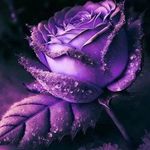 Michael Chiles - @michael_chiles_ - Instagram