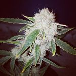 Michael Chilson - @growingfire420 - Instagram