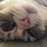 Michael CHUI - @michaelchui570 - TikTok