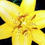 Michael Cleckler - @foxyfan2202_ - Instagram