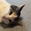 michael.cobb_deals - @michael.cobb_deals - TikTok