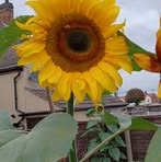Michael Comley - Facebook
