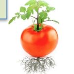 Michael Compton - @greenegardening - Instagram