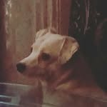 Sean-michael Conover - @shobin_blackhorn - Instagram