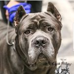 San Michael Cane Corso - @sanmichaelcanecorso - Instagram