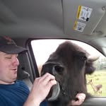 Michael Cowling - @oneroguecow - Instagram
