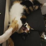 Michael Crampton - @banongcalner - Instagram