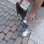 michael cusumano - @cusumike11 - Instagram