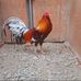 Michel Cotrina - Facebook